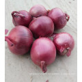 New Crop Chinese Onion For Wholesale Top Grade Healthy And Natural Onion